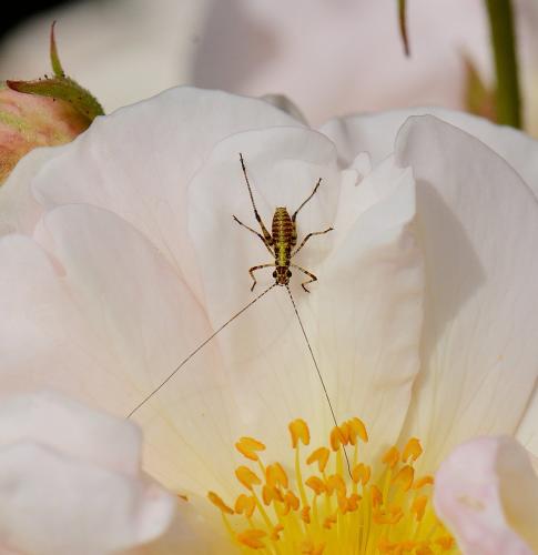 Réf. 337 145 : Phaneroptera sp.